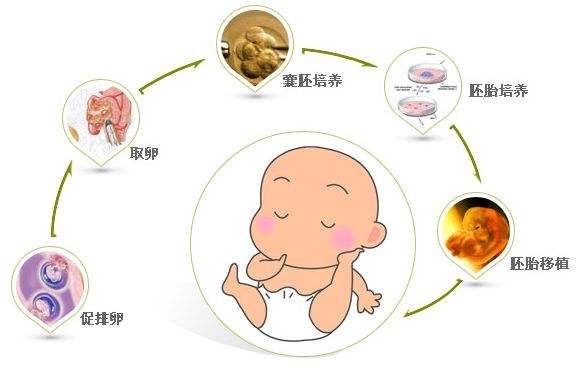 试管受精胚胎培养技术探究